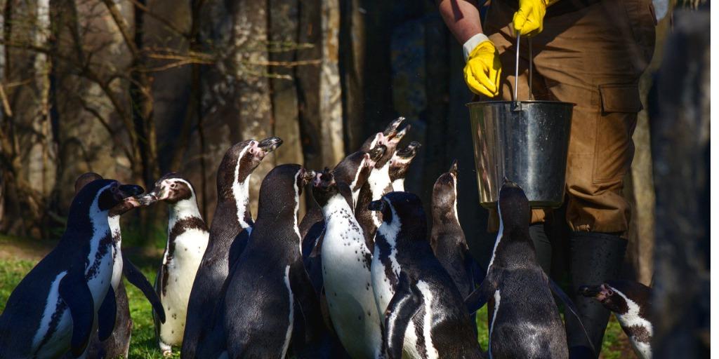 sem/feeding-the-penguins-picture